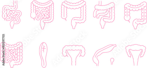 Set of guts vector icons. Linear intestines or bowel. Human organ. Vector 10 Eps.
