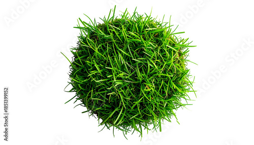 Overhead view of a circular clump of vibrant green grass, isolated on a black backdrop