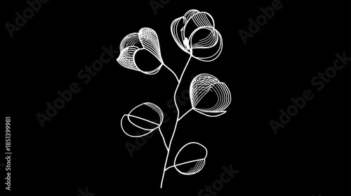 Elegant white line art botanical illustration of minimalist eucalyptus-like leaves and flower buds on a black background