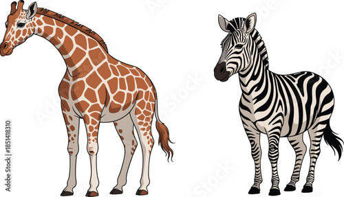 Realistic cartoon giraffe and zebra standing side by side, African wildlife animals with detailed patterns, educational vector illustration