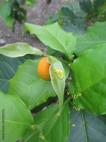 If chickpeas are orange, it means they are cooked
