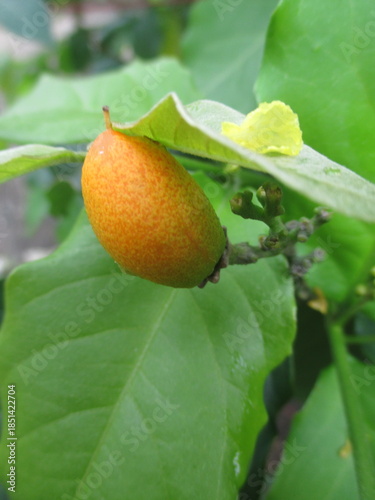 If chickpeas are orange, it means they are cooked