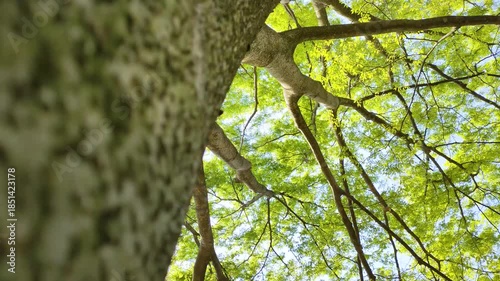 ケヤキの木を見上げる