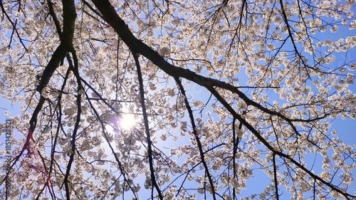 満開の桜と木漏れ日