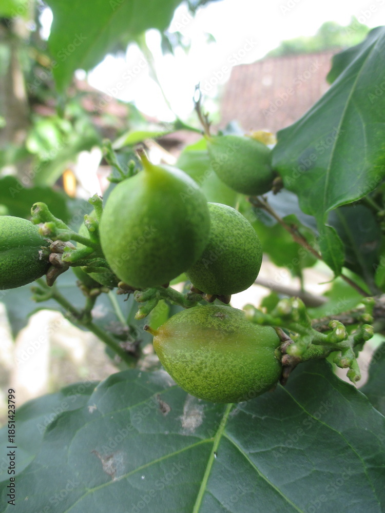 Obraz premium chickpeas that are still green and still on the tree