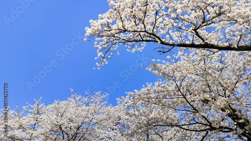 青空と満開の桜
