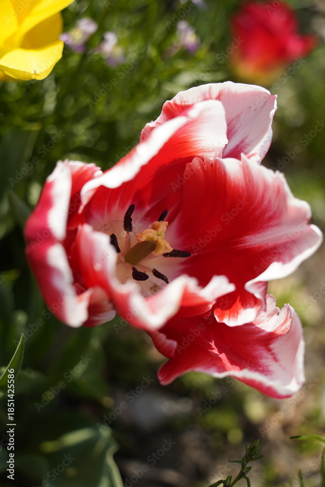 Obraz premium red and white tulips