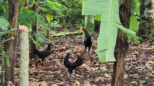 Free range chickens and rooster in tropical banana garden. Village chickens roaming under banana trees outdoor farm. Organic free range poultry in lush tropical backyard nature