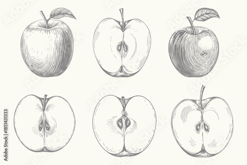 Engraved style Apple fruit set illustration. Vintage apple set line art sketch vector. Collection of isolated objects. Eps 10