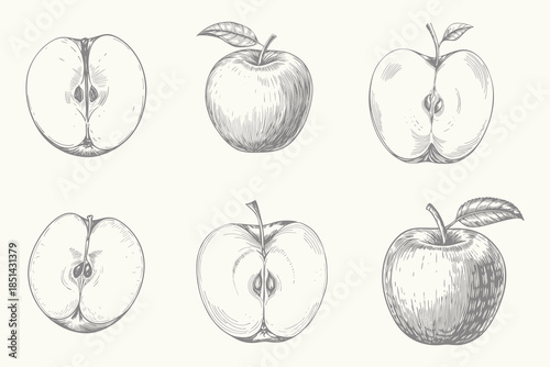 Engraved style Apple fruit set illustration. Vintage apple set line art sketch vector. Collection of isolated objects. Eps 10