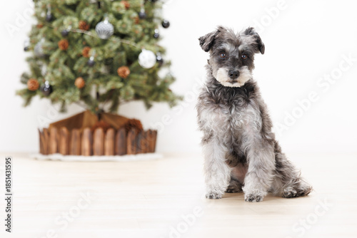 クリスマスツリーの横に座るミニチュアシュナウザー