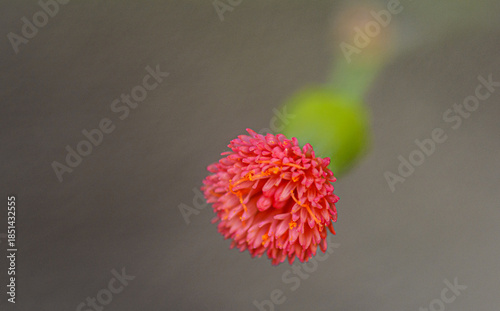 red dahlia flower