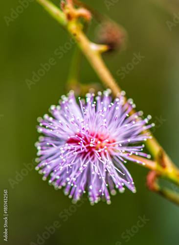 pink flower of a thistle