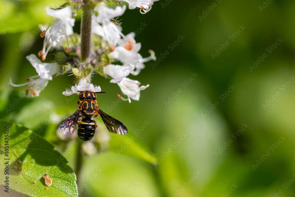 Fototapeta premium Abelha do subgênero Epanthidium pertence à tribo Anthidiini, da família Megachilidae, em uma flor de manjericão.