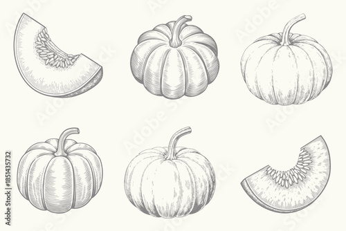 Cut parts pumpkins set Engraved style. Vintage Realistic detailed pumpkin vector illustration isolated. Eps 10