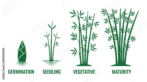 A growth illustration shows bamboo phases from germination, seedling, vegetative to maturity.