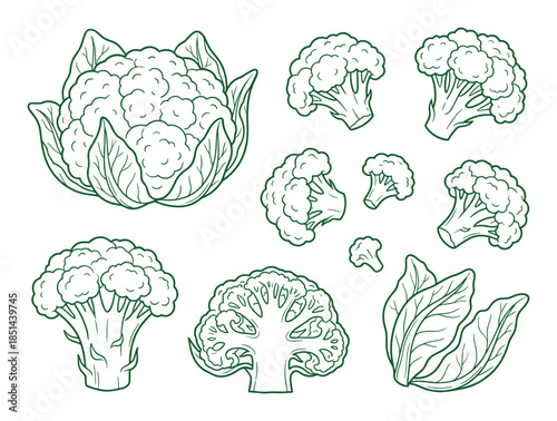 A set of cauliflower and broccoli vector line art illustrations in green color, healthy vegetables.
