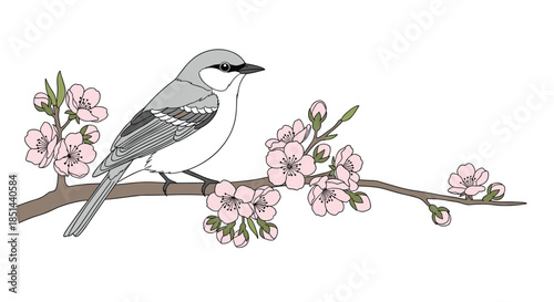 Hand-drawn shrike bird sitting on a delicate pink cherry blossom branch in a beautiful Japanese-style spring illustration.