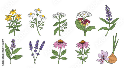Set of colorful hand-drawn medicinal plants and healing herbs including chamomile, lavender, and echinacea vector art.