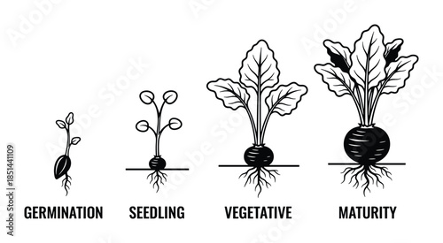 Beet growth stages in detail, from germination to seedling, vegetative, and finally, maturity.