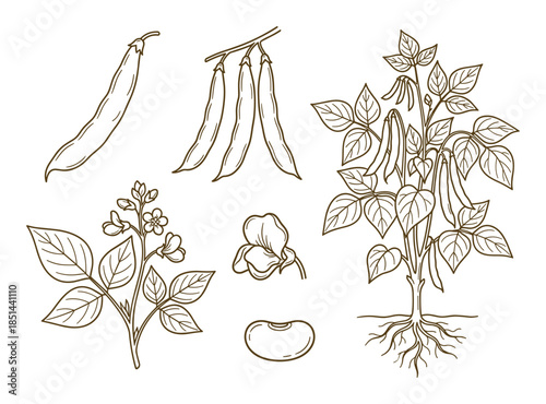Bean plant line art illustration including pods, flowers, leaves and roots with clear outlines.