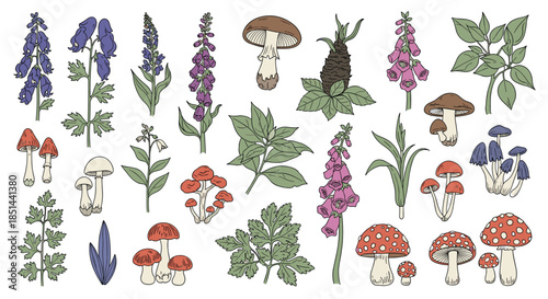 Set of hand-drawn poisonous plants and toxic mushrooms including amanita, foxglove, and aconite in a vintage style.