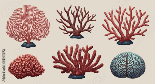 Set of six colorful coral reef illustrations including fan, branching, and brain corals in a detailed vector design.