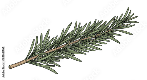 Hand-drawn sprig of fresh rosemary in a detailed and colorful vintage botanical illustration or woodcut sketch style.