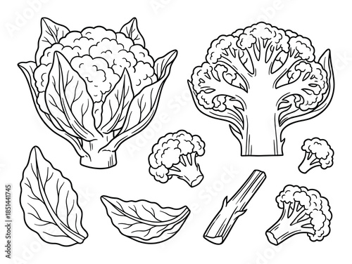 Black and white vector art showing cauliflower, broccoli, leaves and stalk fresh produce.