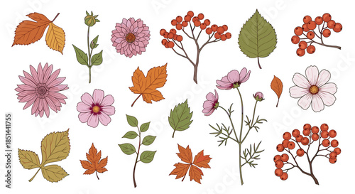 Set of hand-drawn autumn flowers, colorful fall leaves, and rowan berries isolated on a white background vector art.