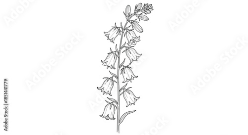 Hand-drawn botanical line art illustration of a campanula or bellflower stalk, isolated on a white background sketch.