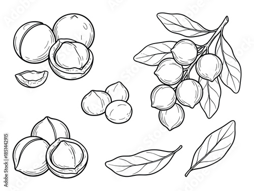 Botanical drawing of macadamia nuts with leaves, kernel, and branch in monochrome detailed style.