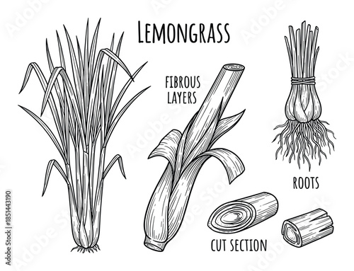 Botanical illustration of lemongrass with layers, roots, and cut sections. Hand drawn vector.