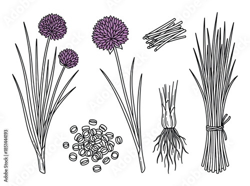 Chives vector set. Culinary herb. Garden plants. Fresh organic food. Healthy spice plants.