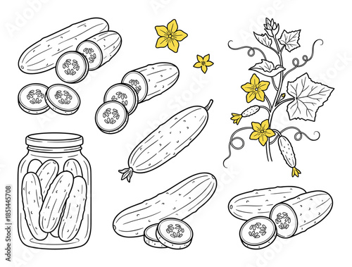 Cucumber plant with yellow flowers, fresh green cucumbers and pickles in a jar vector illustration.