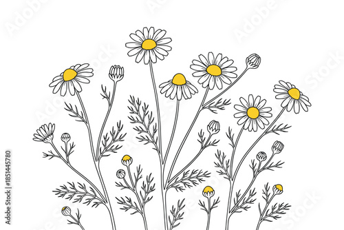 Delicate hand-drawn chamomile flowers illustration with yellow centers and detailed leaves.