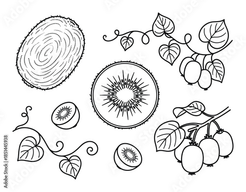 Detailed black and white illustration of kiwi fruits, leaves, and slices line art drawing.