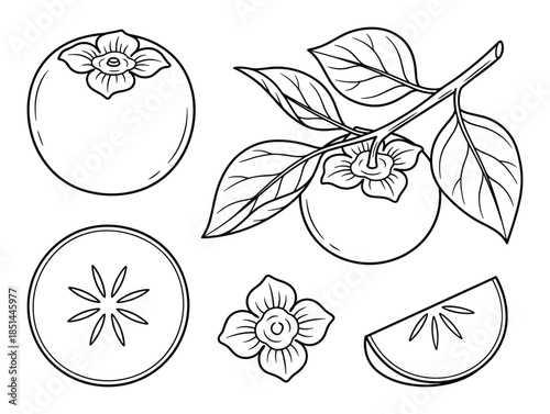 Detailed black and white illustration of persimmon fruit, leaf branch, and cut slices of fruit.