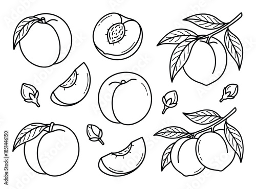 Detailed black and white line drawing of peaches, peach slices, branches, and buds elements.