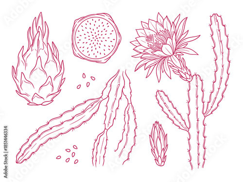 Detailed botanical drawing illustration of dragon fruit, flower, and cactus in pink outline.