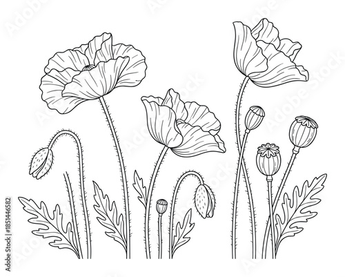 Detailed botanical illustration of poppies with blossoms, seed pods and foliage line art.