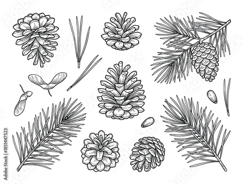 Detailed drawing of pinecones, pine needles and maple seeds. Vector botanical illustration set.