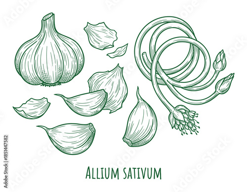 Detailed garlic sketch illustration featuring bulbs, cloves, and stalks of Allium Sativum plant.