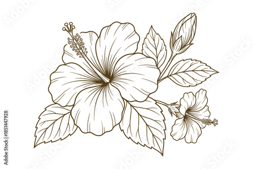 Detailed hibiscus flower outline drawing, includes leaves and buds in a botanical illustration.