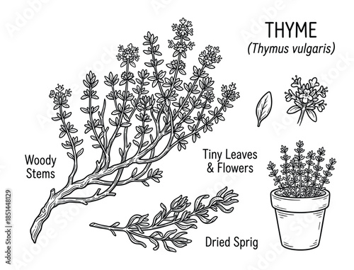 Detailed illustration of thyme herb plant, woody stems, tiny leaves, and potted sprig drawing.