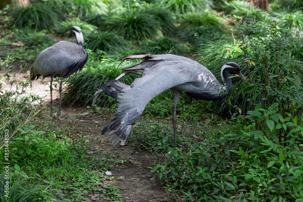 Fototapeta premium Chinese national key protected wild animal the demoiselle crane