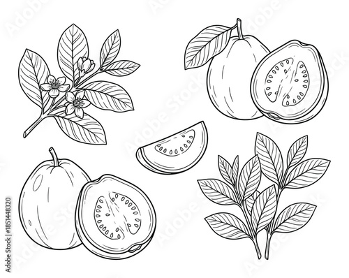 Detailed line art drawing of guava fruit with a slice, leaves, and flower arrangement.