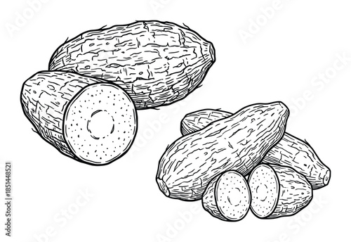 Detailed line art illustration of cassava roots, including cut sections showcasing the interior texture.