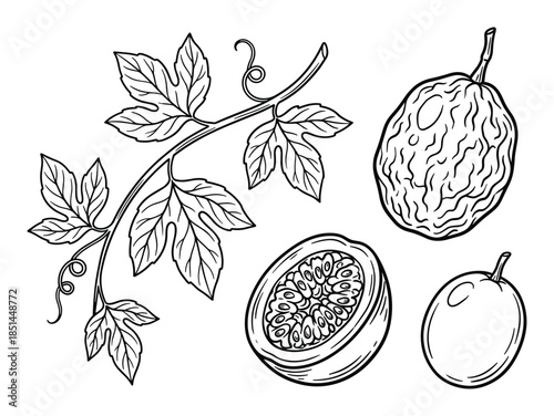 Detailed line art illustration of passion fruit, including whole fruit, halved fruit and vine.