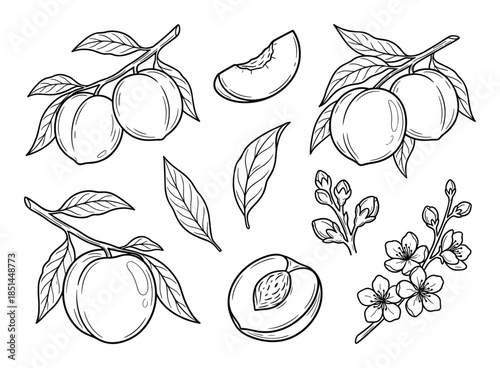 Detailed line art illustration of peach fruits with blossom and leaves. Vector set isolated on white.